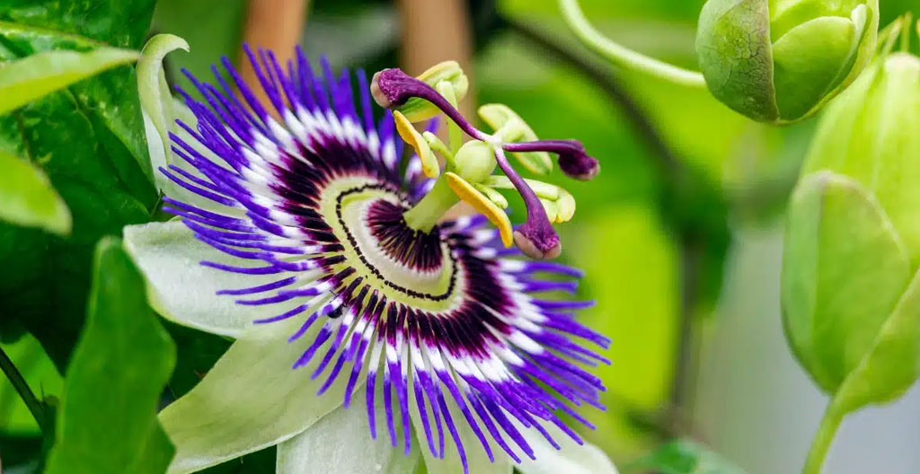 Dried passionflower and lemon balm scattered naturally on a rustic wooden kitchen surface in soft daylight